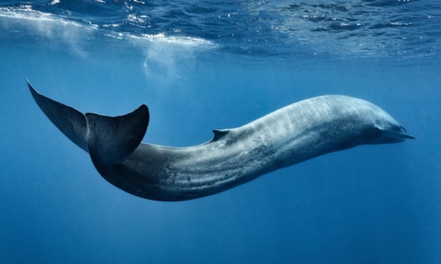 Sea Life Whale