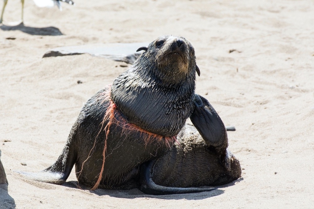 A grey seal is entangled by a piece of plastic rope