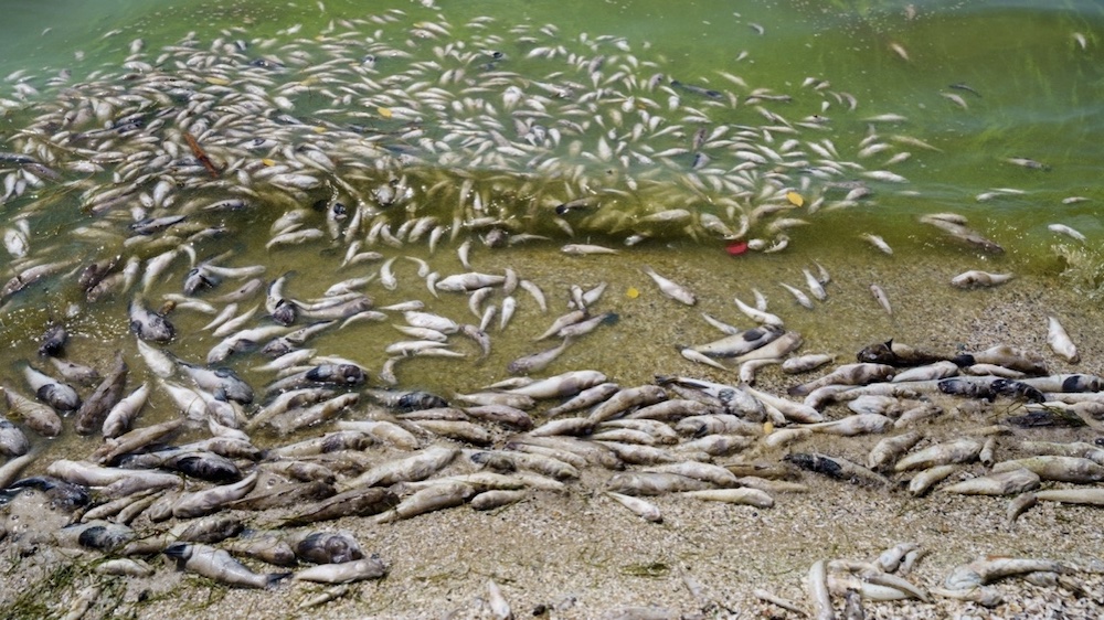 Mass Die-offs in Fish