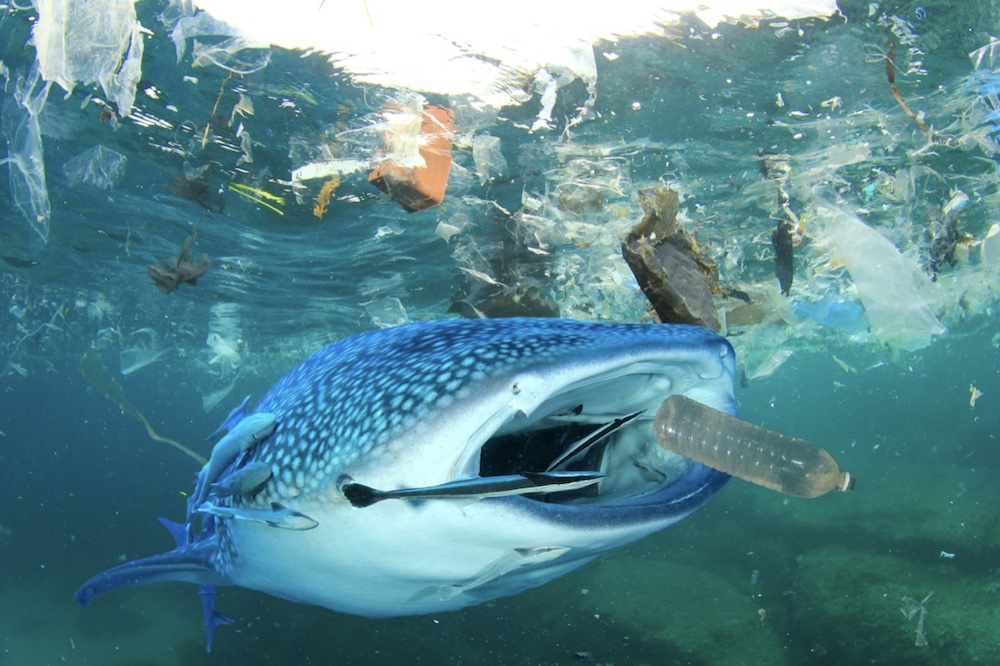 A whale shark ingesting a single-use plastic bottle