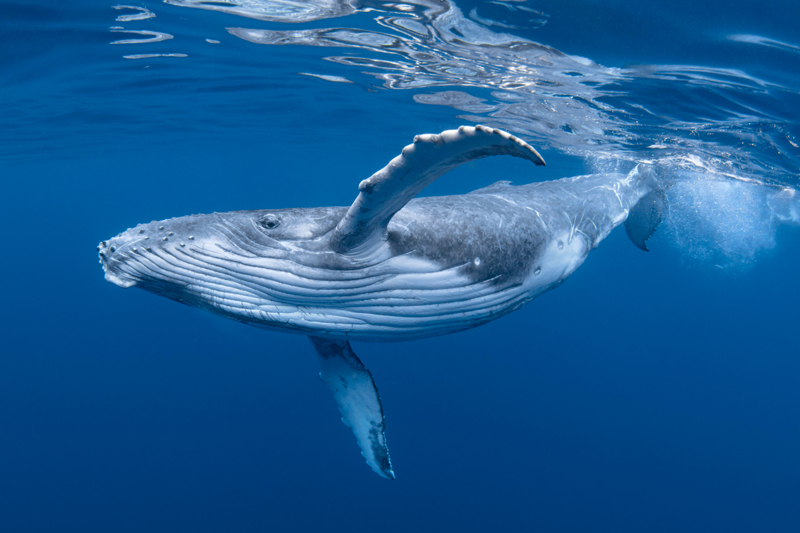 Marine Animal Whale