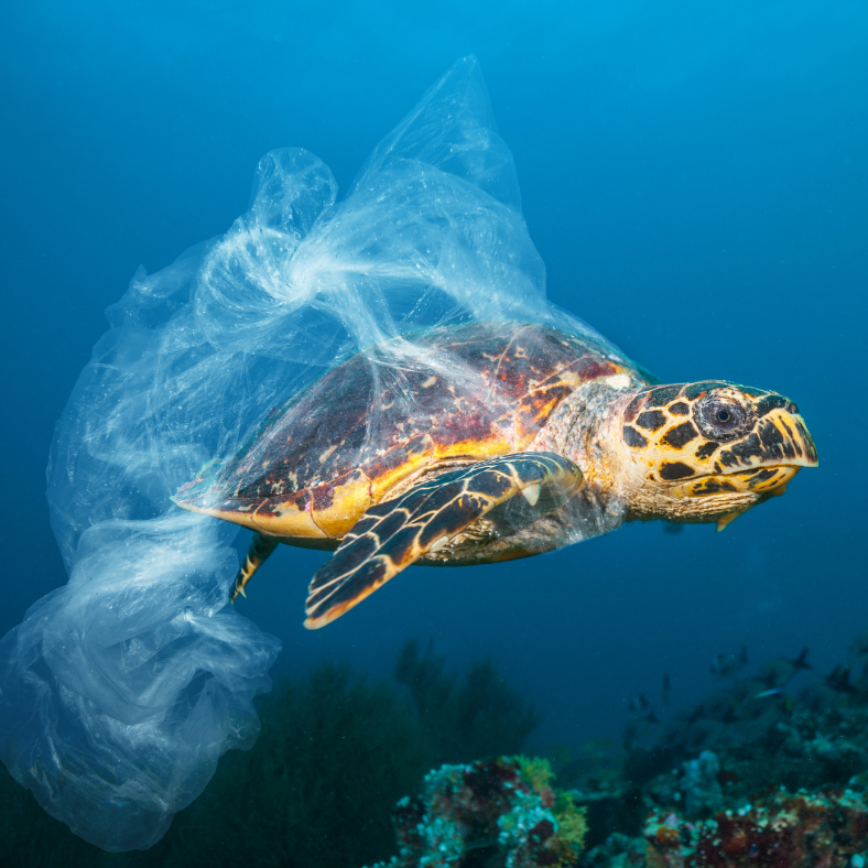 Turtle Plastic